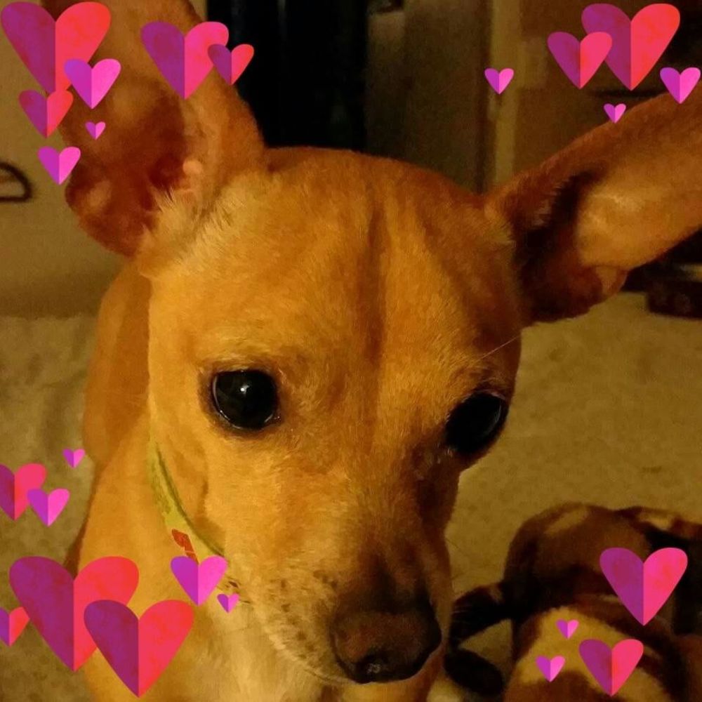 Meet your Posher, Carol